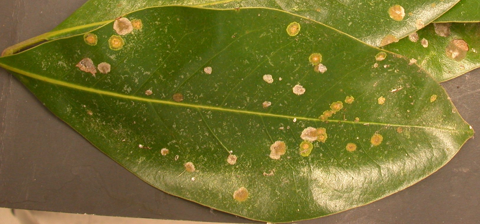Plant Disease: Brown Spots | Garden Guides
