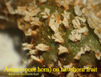 Aecia (spore horn) on hawthron fruit