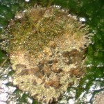 Close up of algal leaf spot