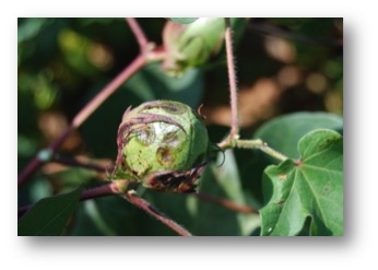 Blighted cotton boll