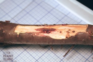 Canker damage visible when bark is peeled away,