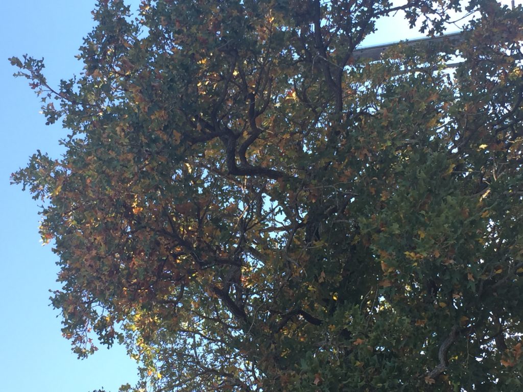 Dying or dead leaves on Post Oak