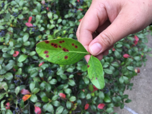 Entomosporium Leaf Spot on an Indian Hawthorn leaf