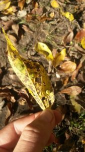 hackberry nipple galls on leaves