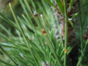 Spot on needle caused by Mycosphaerella pini (formerly Dothistroma septosporum