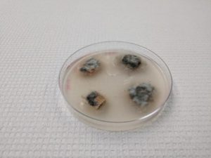Image of wood chips culturing out in a petri dish