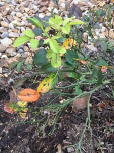 Rose Bush infected with Black Spot