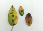 Rose leaves exhibiting symptoms of Black Spot