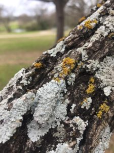 Lichen on tree trunk