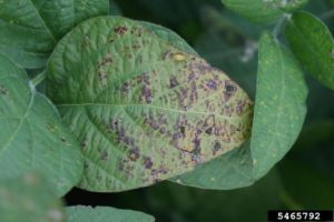 Cercospora blight on soybean