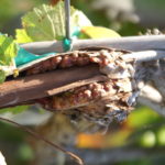 Agrobacterium on grapes