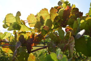 red blotch disease on grapes