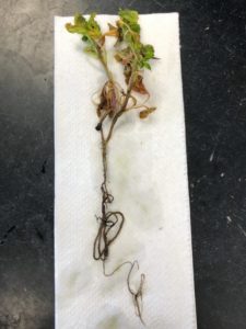 Entire spinach seedling exhibiting root rot from Phytophthora sp. 