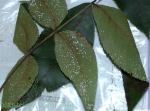 Articularia quercina