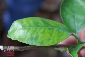 HLB mottled leaf