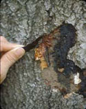 Hypoxylon beneath bark of disease tree.