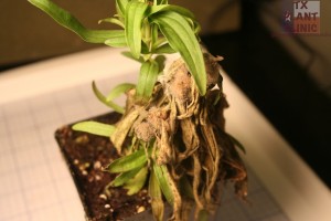 Liniaris taken over by Botrytis blight.