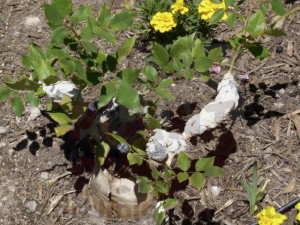 Slime mold smothering rose