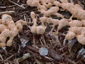 Slime mold