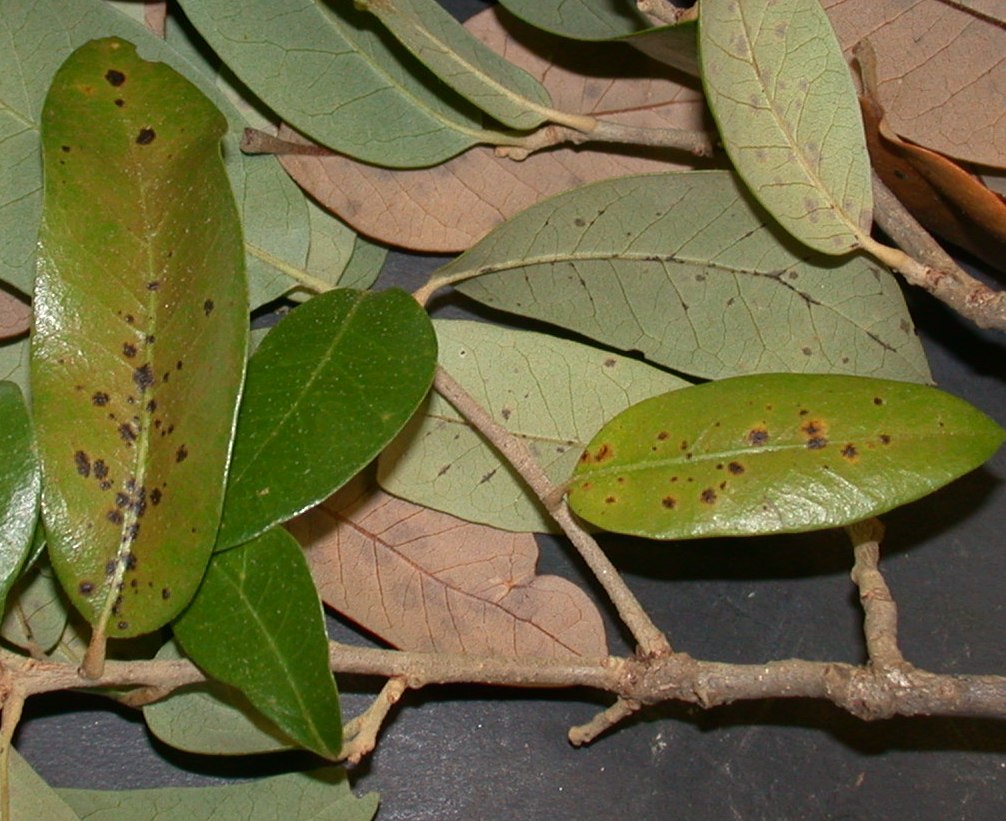 tar spot on live oak