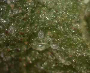 Broad mite eggs and immature mites