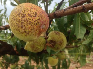 Bacterial spot on fruit