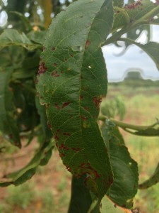 Bacterial spot on peach