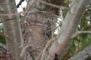 Weeping on cedar due to stress.