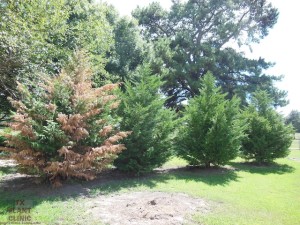 One dying cedar in a row of cedars