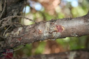 Subtle looking canker on Leyland cypress