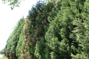 Dying branches on Leyland cypress (found Seiridium canker)