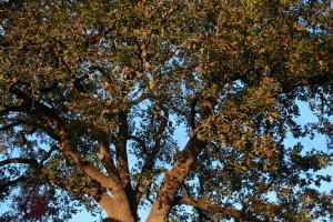 Mr. Tree defoliating