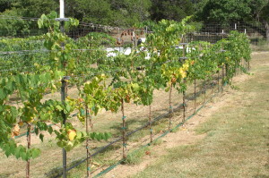 More Cotton root rot damage on grapes.