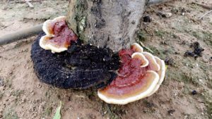 Ganoderma