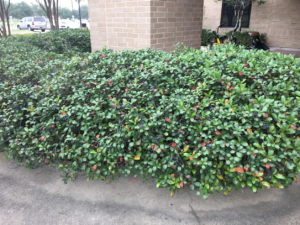 Indian Hawthorn bushes with Entomosporium Leaf Spot