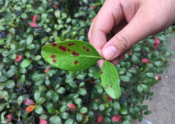 Entomosporium Leaf Spot on an Indian Hawthorn leaf