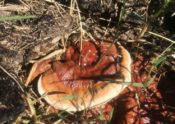 Ganoderma fruiting body