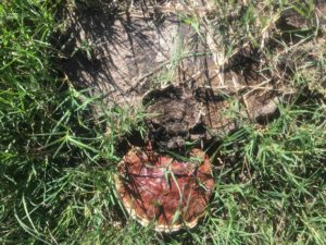 Ganoderma fruiting body