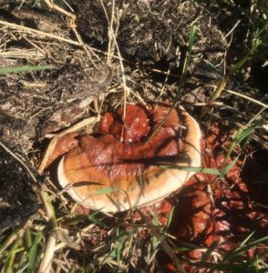 Ganoderma fruiting body