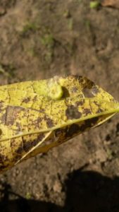 hackberry nipple galls on leaves