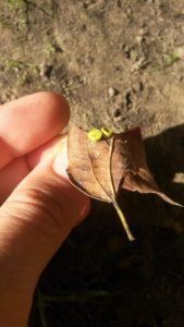 hackberry nipple galls on leaves