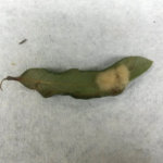 wooly oak leaf gall