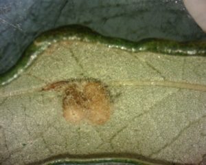 wooly oak leaf gall