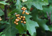 Cynipid Wasp galls