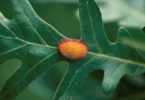 Hedgehog gall on leaf