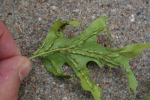 Vein pocket galls