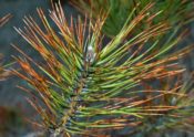 Image of Dothistroma needle blight on many needles