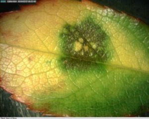 Close-up of a rose leaf infected by Black Spot