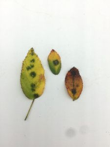 Rose leaves exhibiting symptoms of Black Spot