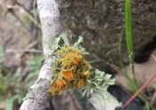Lichen on tree branch